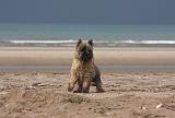 CAIRN TERRIER 366